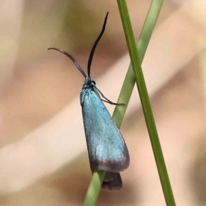 Pollanisus apicalis at Black Mountain NR (BMS) - 10 Feb 2024 11:19 AM