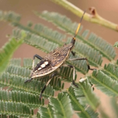 Poecilometis strigatus (Gum Tree Shield Bug) at Acton, ACT - 10 Feb 2024 by ConBoekel