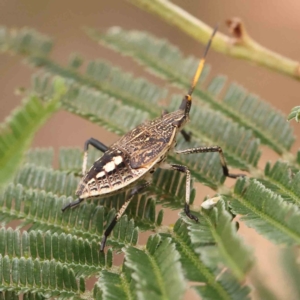 Poecilometis strigatus at ANBG South Annex - 10 Feb 2024