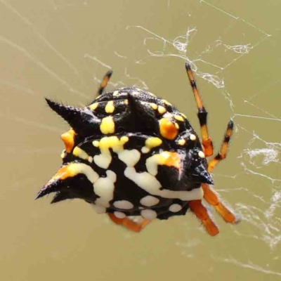 Austracantha minax (Christmas Spider, Jewel Spider) at Black Mountain NR (BMS) - 10 Feb 2024 by ConBoekel