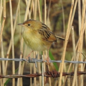 Cisticola exilis (Golden-headed Cisticola) at Wingecarribee Local Government Area by GlossyGal