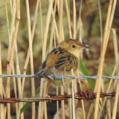 Cisticola exilis at Wingecarribee Local Government Area - 19 Feb 2024