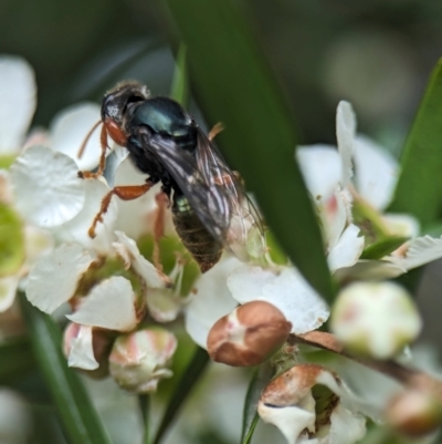 Sericophorus sp. (genus) (Sand wasp) at ANBG - 14 Feb 2024 by Miranda