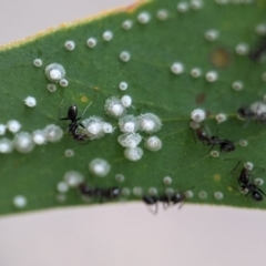 Unidentified Psyllid, lerp, aphid or whitefly (Hemiptera, several families) at Acton, ACT - 13 Feb 2024 by Miranda