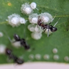 Iridomyrmex sp. (genus) at ANBG - 14 Feb 2024