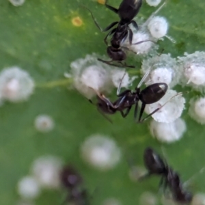 Iridomyrmex sp. (genus) at ANBG - 14 Feb 2024 09:28 AM