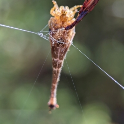 Arachnura higginsi (Scorpion-tailed Spider) at ANBG - 14 Feb 2024 by Miranda