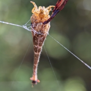 Arachnura higginsi at ANBG - 14 Feb 2024