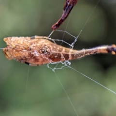 Arachnura higginsi at ANBG - 14 Feb 2024