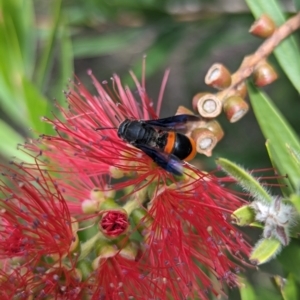 Hyleoides concinna at Holder, ACT - 19 Feb 2024