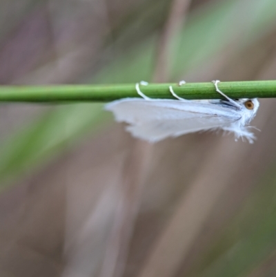 Tipanaea patulella (The White Crambid moth) at ANBG - 14 Feb 2024 by Miranda