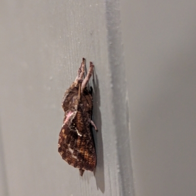 Elhamma australasiae (A Swift or Ghost moth (Hepialidae)) at Holder, ACT - 15 Feb 2024 by Miranda