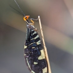 Porismus strigatus (Pied Lacewing) at Tidbinbilla Nature Reserve - 17 Feb 2024 by Miranda