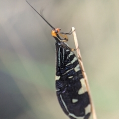 Porismus strigatus at Tidbinbilla Nature Reserve - 18 Feb 2024