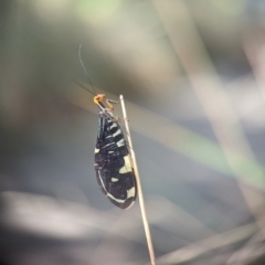 Porismus strigatus at Tidbinbilla Nature Reserve - 18 Feb 2024