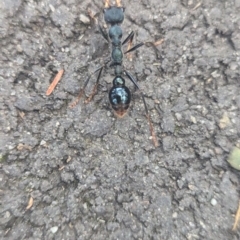 Myrmecia tarsata (Bull ant or Bulldog ant) at Tidbinbilla Nature Reserve - 18 Feb 2024 by Miranda