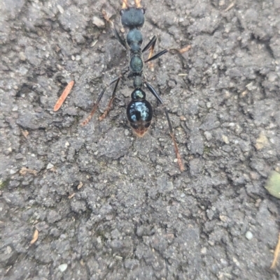 Myrmecia tarsata (Bull ant or Bulldog ant) at Tidbinbilla Nature Reserve - 17 Feb 2024 by Miranda