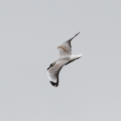 Chroicocephalus novaehollandiae (Silver Gull) at Illilanga & Baroona - 26 Dec 2021 by Illilanga