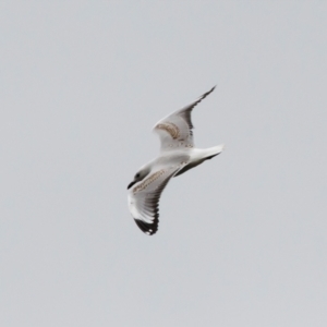 Chroicocephalus novaehollandiae at Illilanga & Baroona - 27 Dec 2021