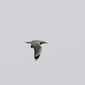 Chroicocephalus novaehollandiae at Illilanga & Baroona - 27 Dec 2021