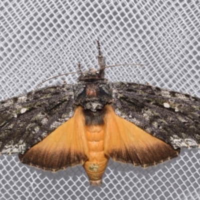 Neola semiaurata (Wattle Notodontid Moth) at Jerrabomberra, NSW - 20 Feb 2024 by DianneClarke