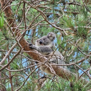 Phascolarctos cinereus at Armidale, NSW - 20 Feb 2024