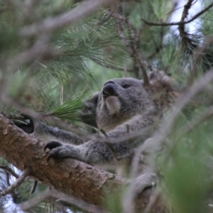 Phascolarctos cinereus at Armidale, NSW - 20 Feb 2024