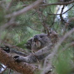 Phascolarctos cinereus at Armidale, NSW - 20 Feb 2024