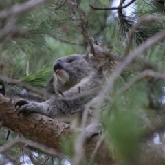 Phascolarctos cinereus at Armidale, NSW - 20 Feb 2024