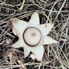 Geastrum sp. (genus) (An earthstar) at QPRC LGA - 20 Feb 2024 by MatthewFrawley