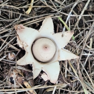 Geastrum sp. at QPRC LGA - 20 Feb 2024