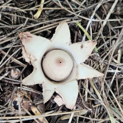 Geastrum sp. (Geastrum sp.) at Braidwood, NSW - 20 Feb 2024 by MatthewFrawley