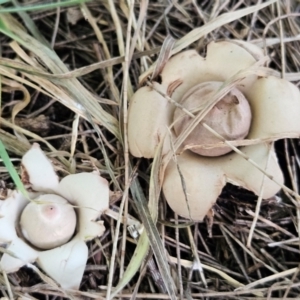 Geastrum sp. at QPRC LGA - 20 Feb 2024