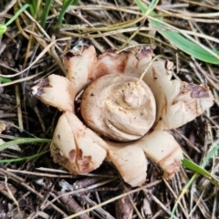 Geastrum sp. at QPRC LGA - 20 Feb 2024 05:31 PM