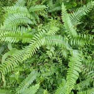 Pellaea falcata at Moollattoo, NSW - suppressed