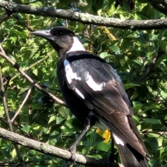 Gymnorhina tibicen (Australian Magpie) at Braidwood, NSW - 20 Feb 2024 by MatthewFrawley