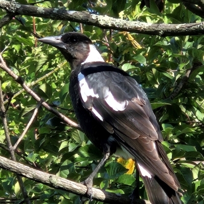 Gymnorhina tibicen (Australian Magpie) at QPRC LGA - 20 Feb 2024 by MatthewFrawley