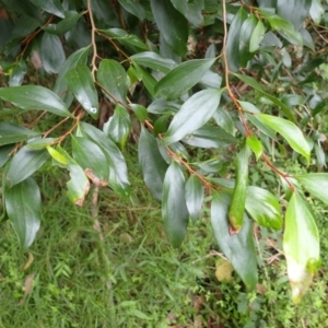 Stenocarpus salignus at Moollattoo, NSW - 19 Feb 2024