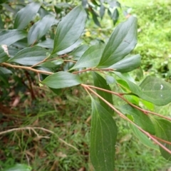 Stenocarpus salignus at Moollattoo, NSW - 19 Feb 2024