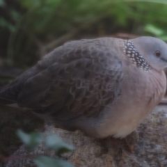 Spilopelia chinensis (Spotted Dove) at Michelago, NSW - 19 Feb 2024 by Illilanga