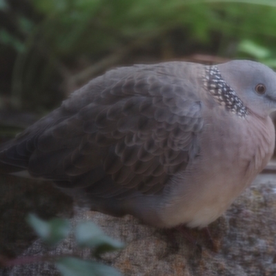 Spilopelia chinensis (Spotted Dove) at Michelago, NSW - 19 Feb 2024 by Illilanga