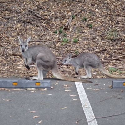 Osphranter robustus robustus (Eastern Wallaroo) at Moollattoo, NSW - 19 Feb 2024 by plants