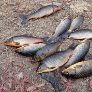 Cyprinus carpio at Moollattoo, NSW - 19 Feb 2024