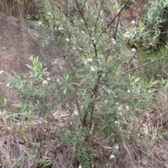 Prostanthera tallowa (A mint bush) at Moollattoo, NSW - 19 Feb 2024 by plants