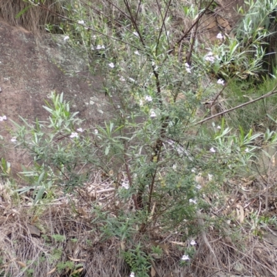 Prostanthera tallowa (A mint bush) at Morton National Park - 19 Feb 2024 by plants