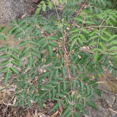 Melia azedarach (White Cedar) at Moollattoo, NSW - 19 Feb 2024 by plants