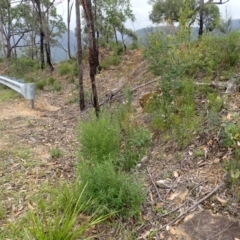 Prostanthera tallowa (A mint bush) at Morton National Park - 19 Feb 2024 by plants