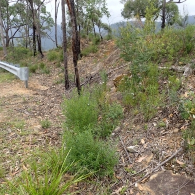 Prostanthera tallowa (A mint bush) at Moollattoo, NSW - 19 Feb 2024 by plants