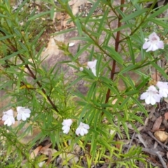 Prostanthera tallowa at Morton National Park - 19 Feb 2024 12:35 PM