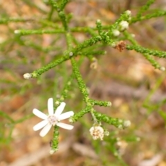 Olearia ramosissima at Morton National Park - 19 Feb 2024 by plants